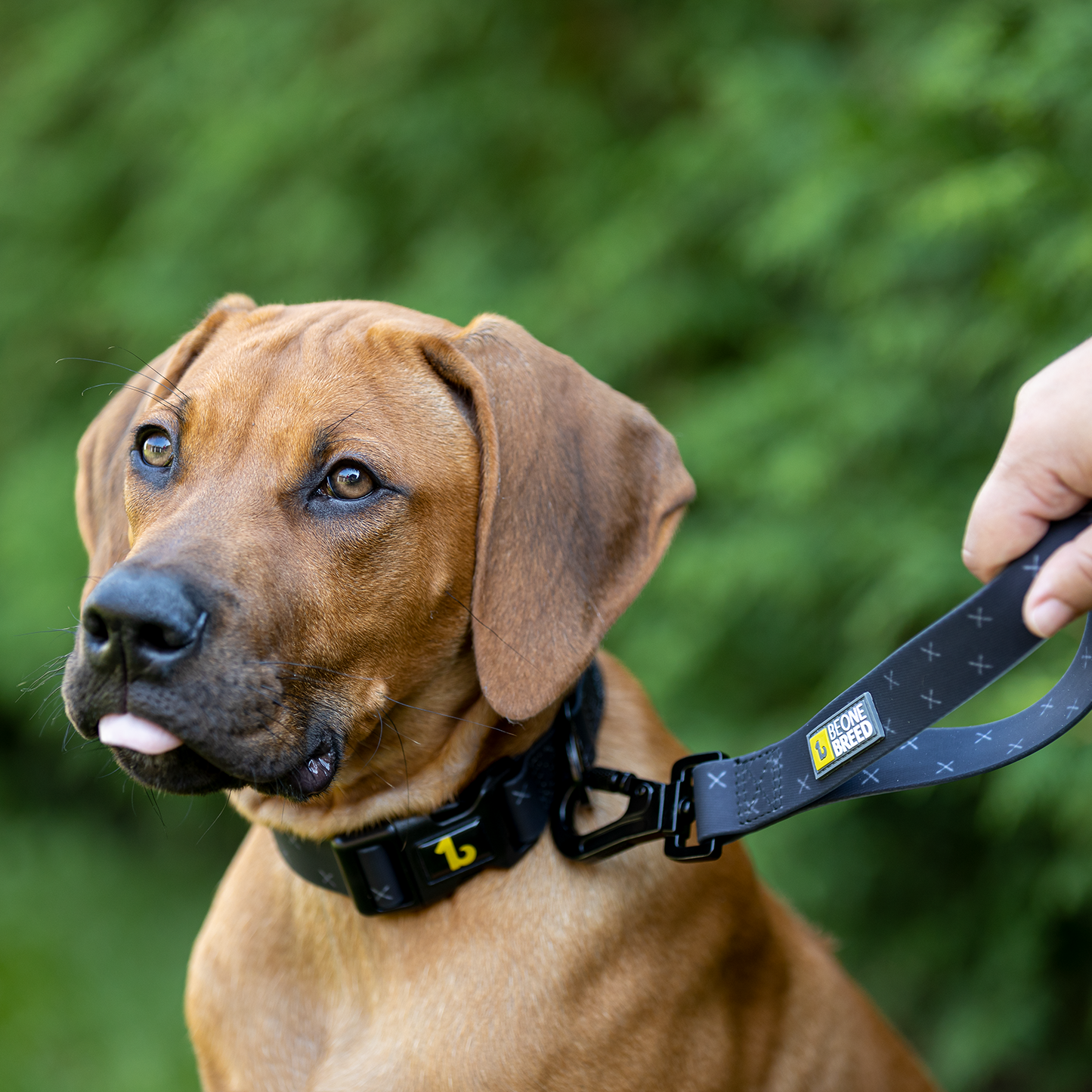 Labrador leash best sale