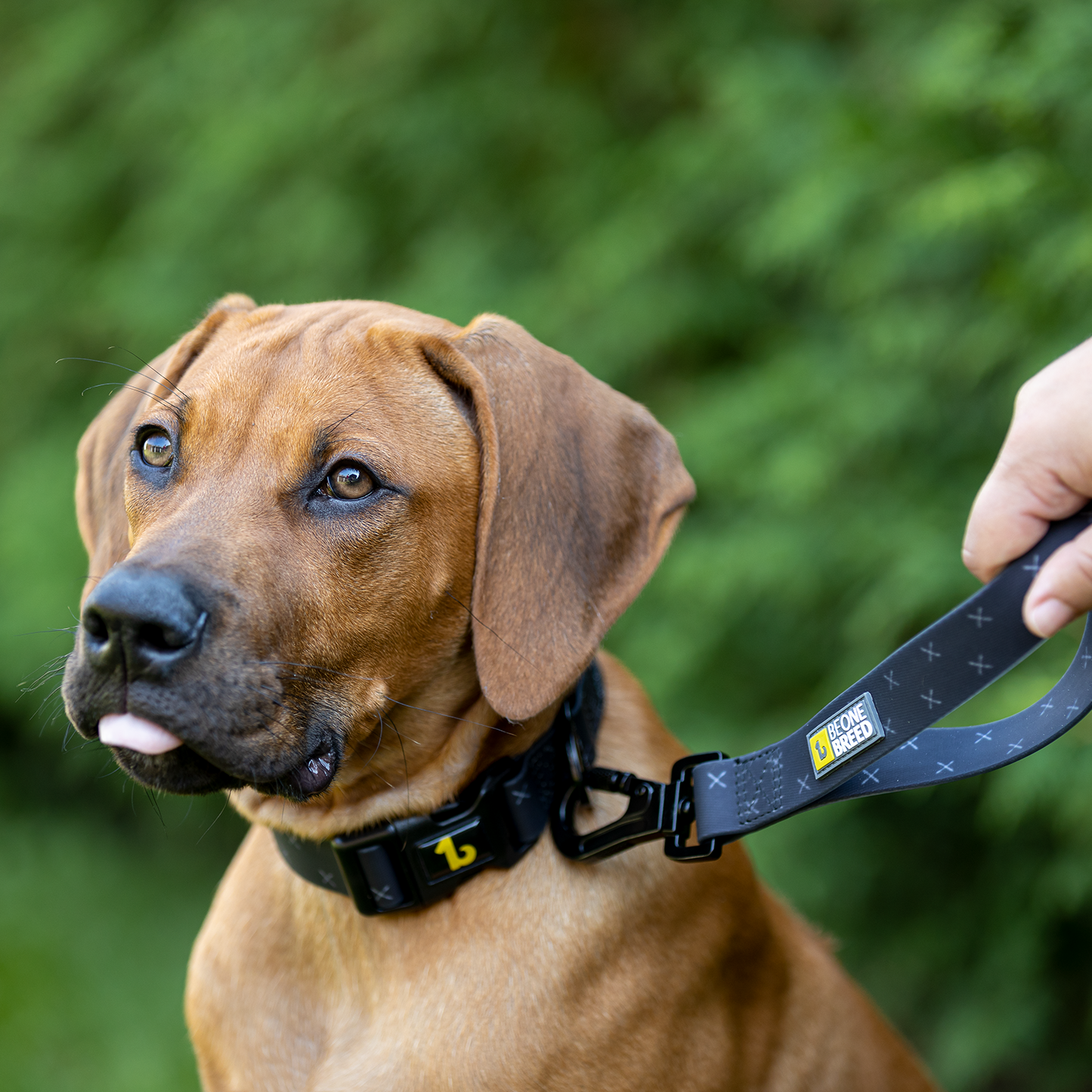 Silicone leash for dog, black X style