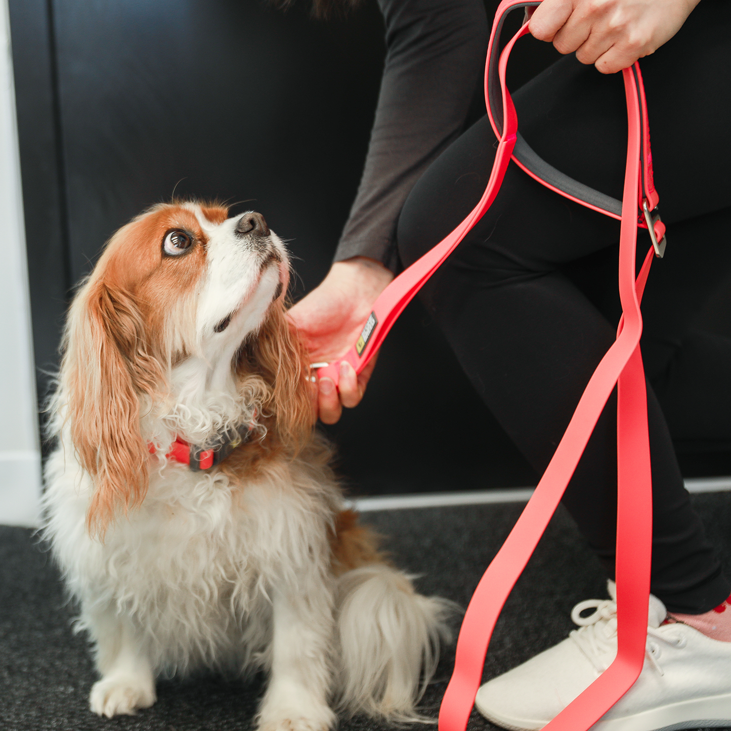 Silicone leash for dog, coral style