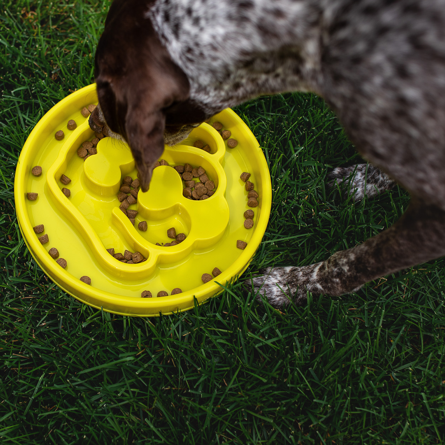 Interactive slow feeder bowl for dog, beginner level
