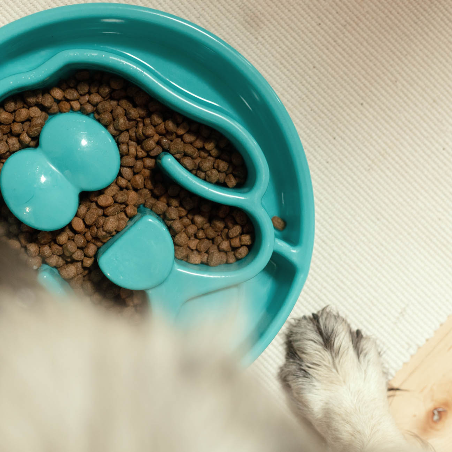 Interactive slow feeder bowl for dog, intermediate level
