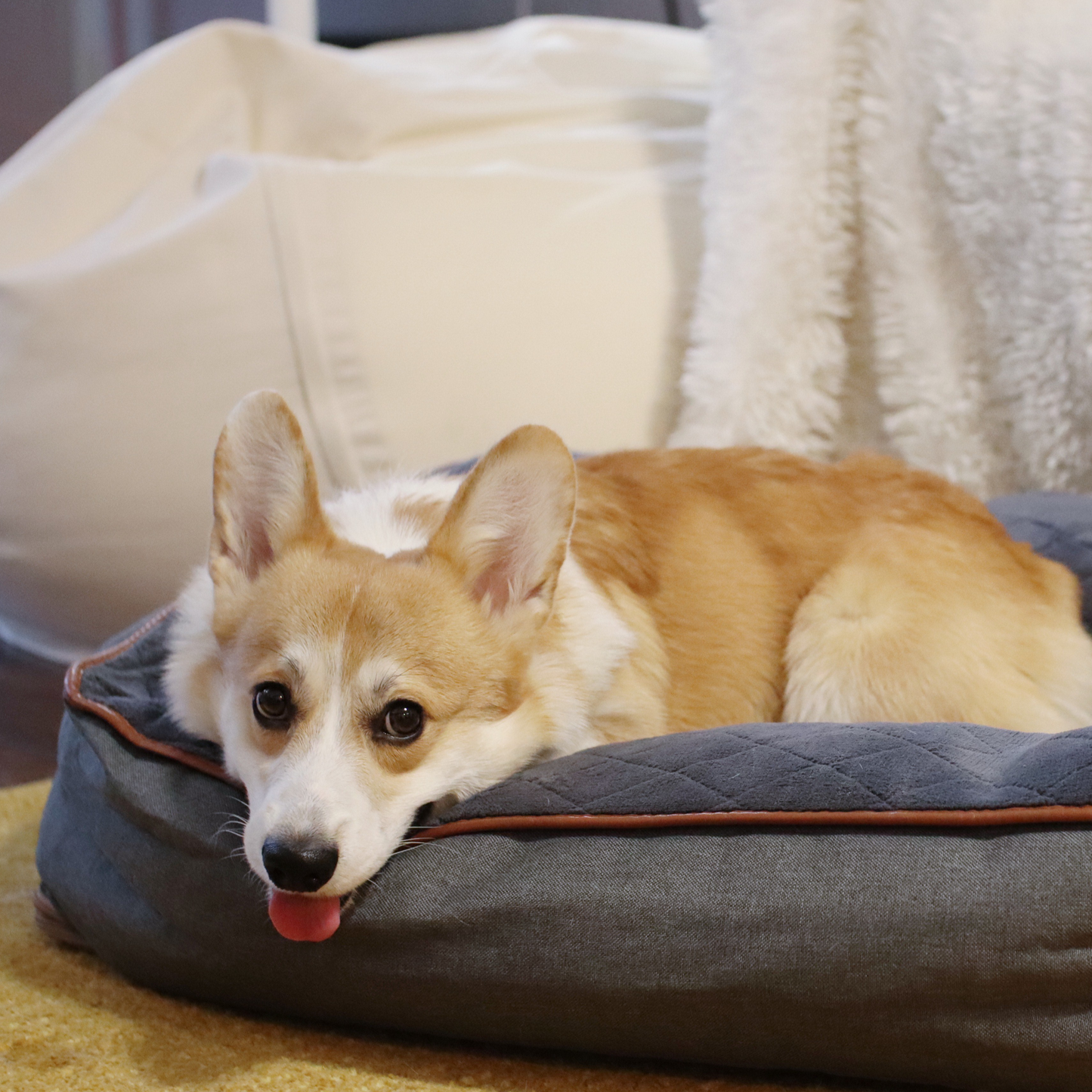 Comfy bed for dog, dark gray