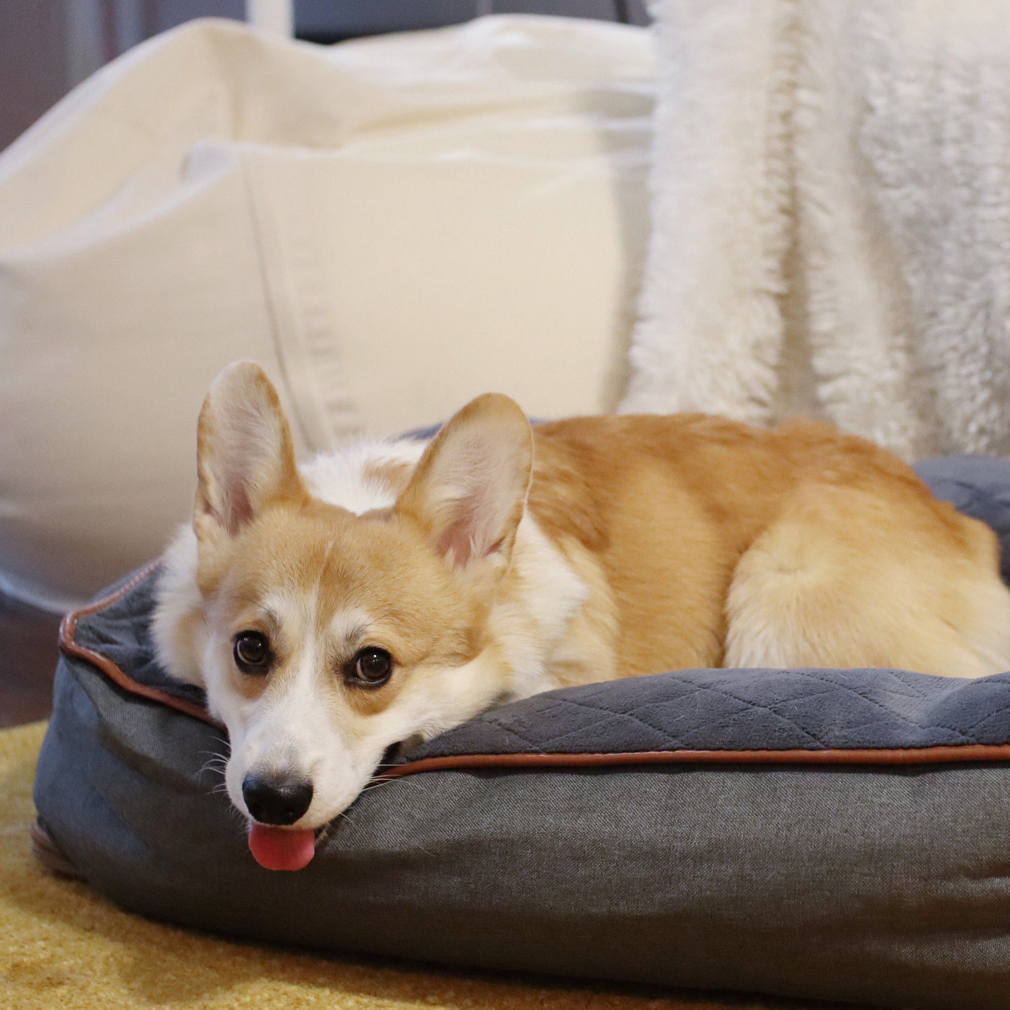 Calming snuggle bolster dog bed BeOneBreed