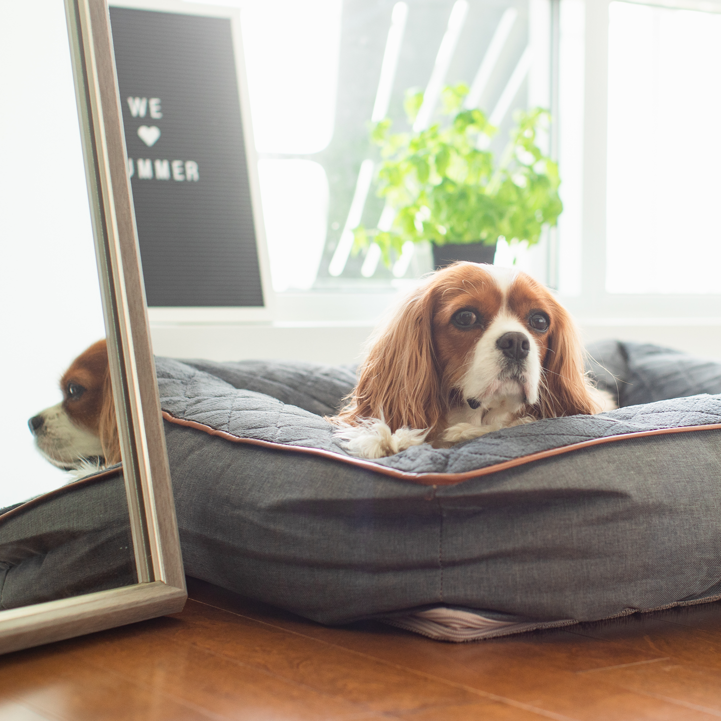 Comfy bed for dog, dark gray