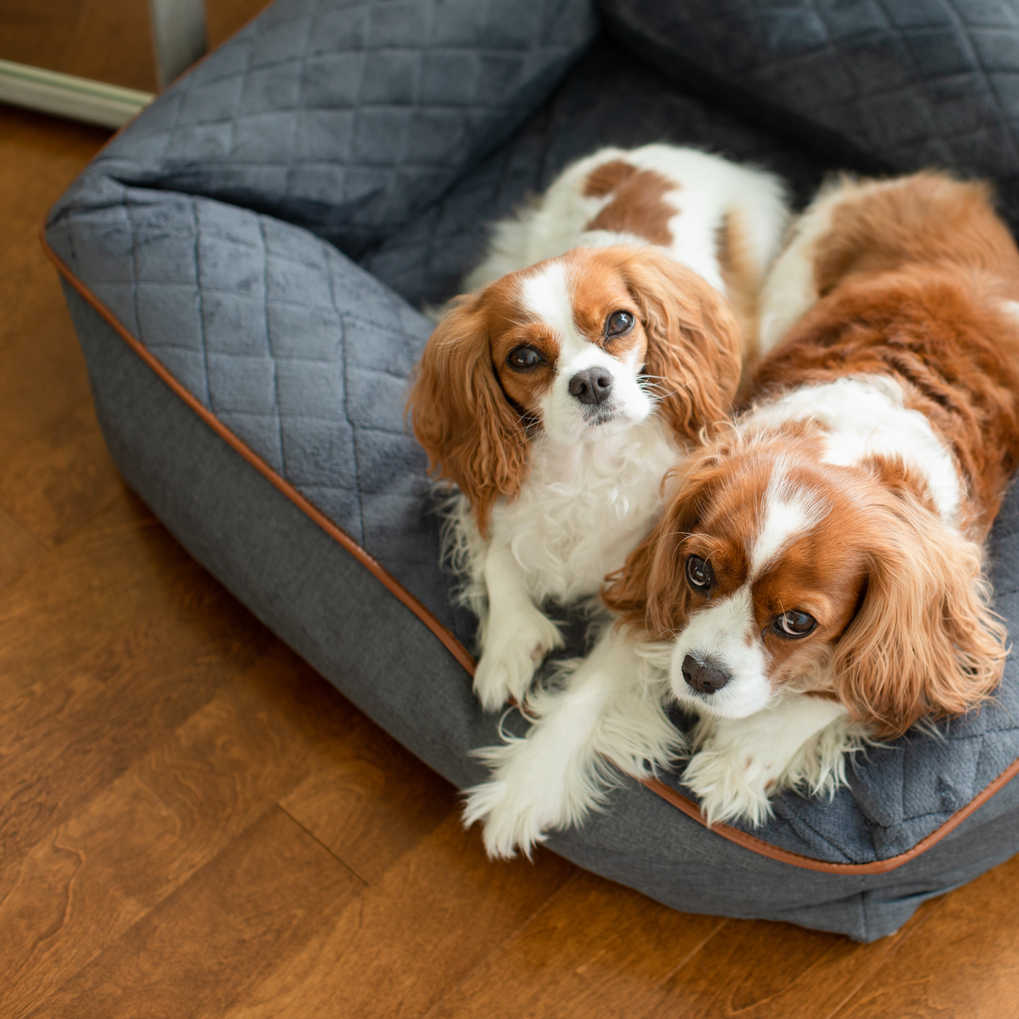 Comfy bed for dog, dark gray