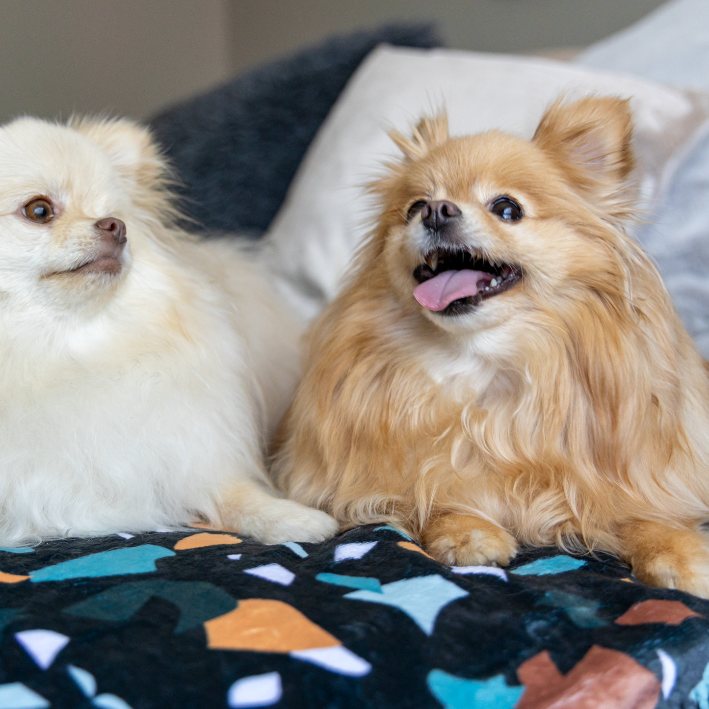 Dog sherpa deals blanket