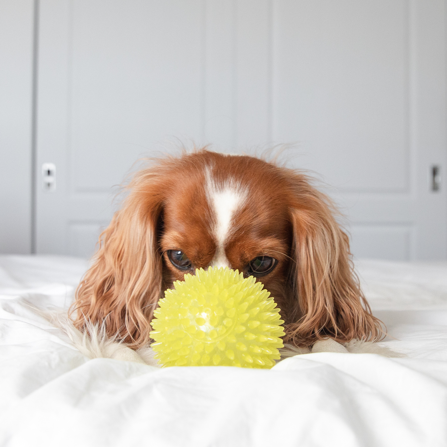 Dog ball best sale with spikes