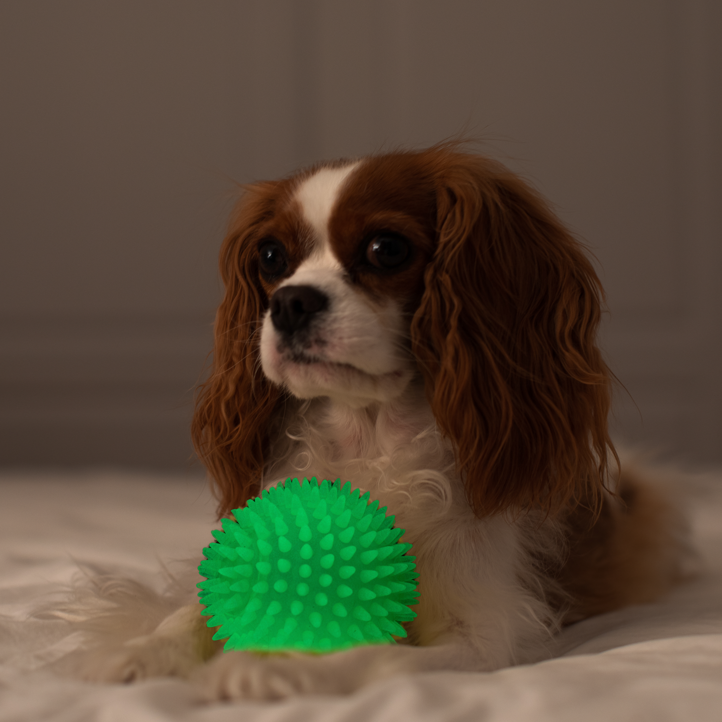 Spike chew ball for dog, glow in the dark rubber 