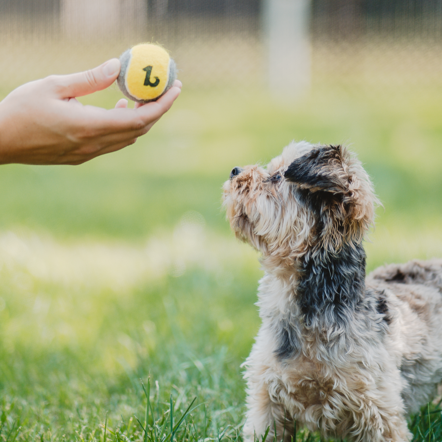 Tennis ball for dog