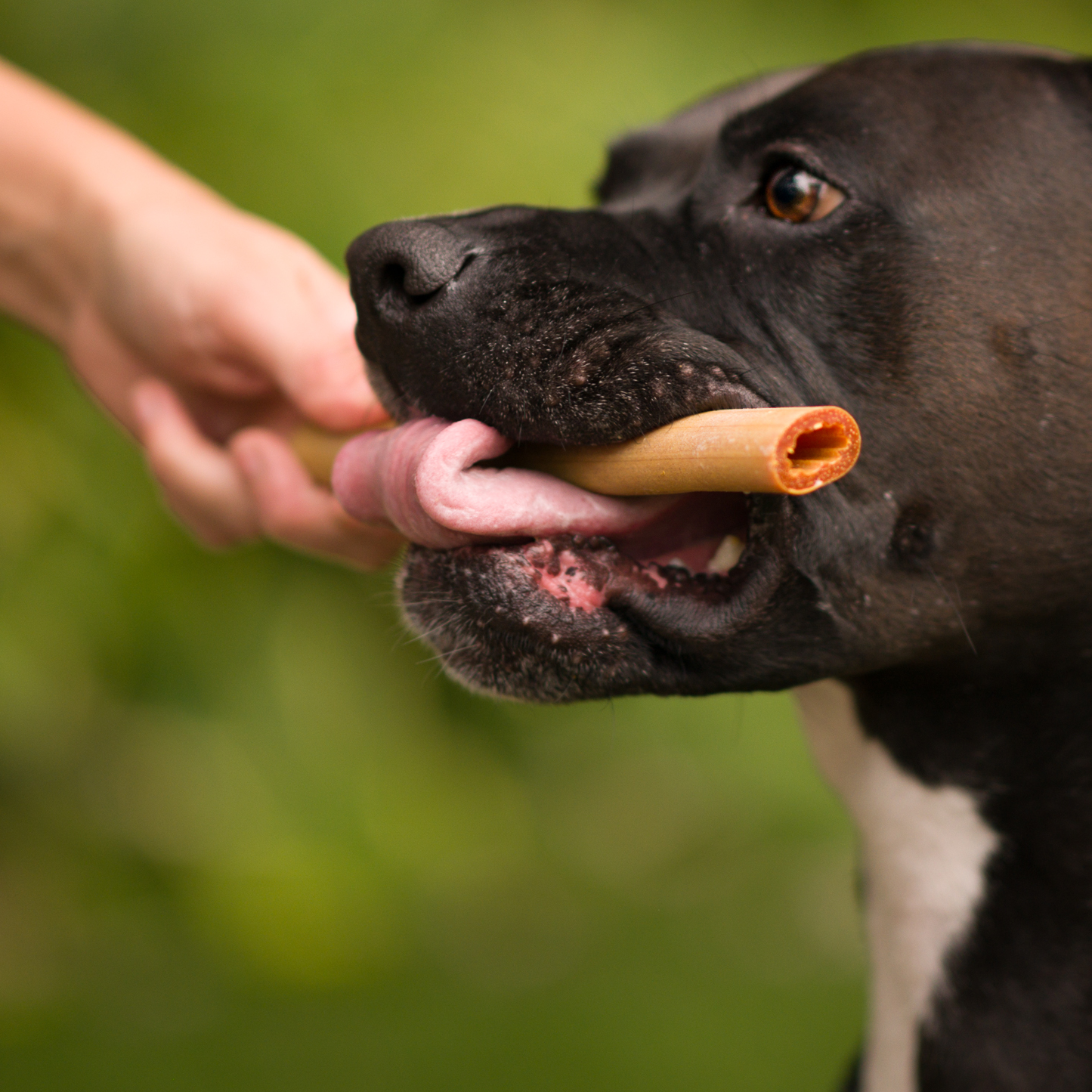 Veggie natural healthy treat for dog