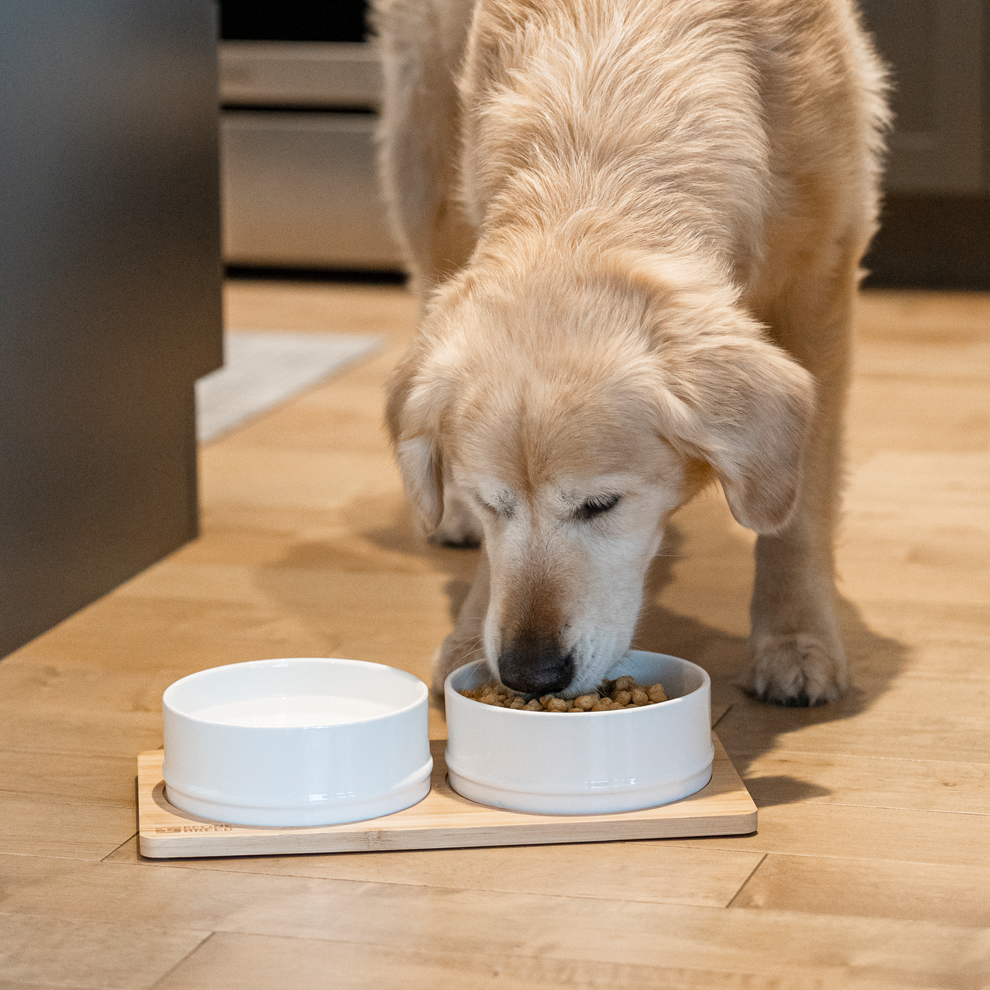 Dog eating plate best sale