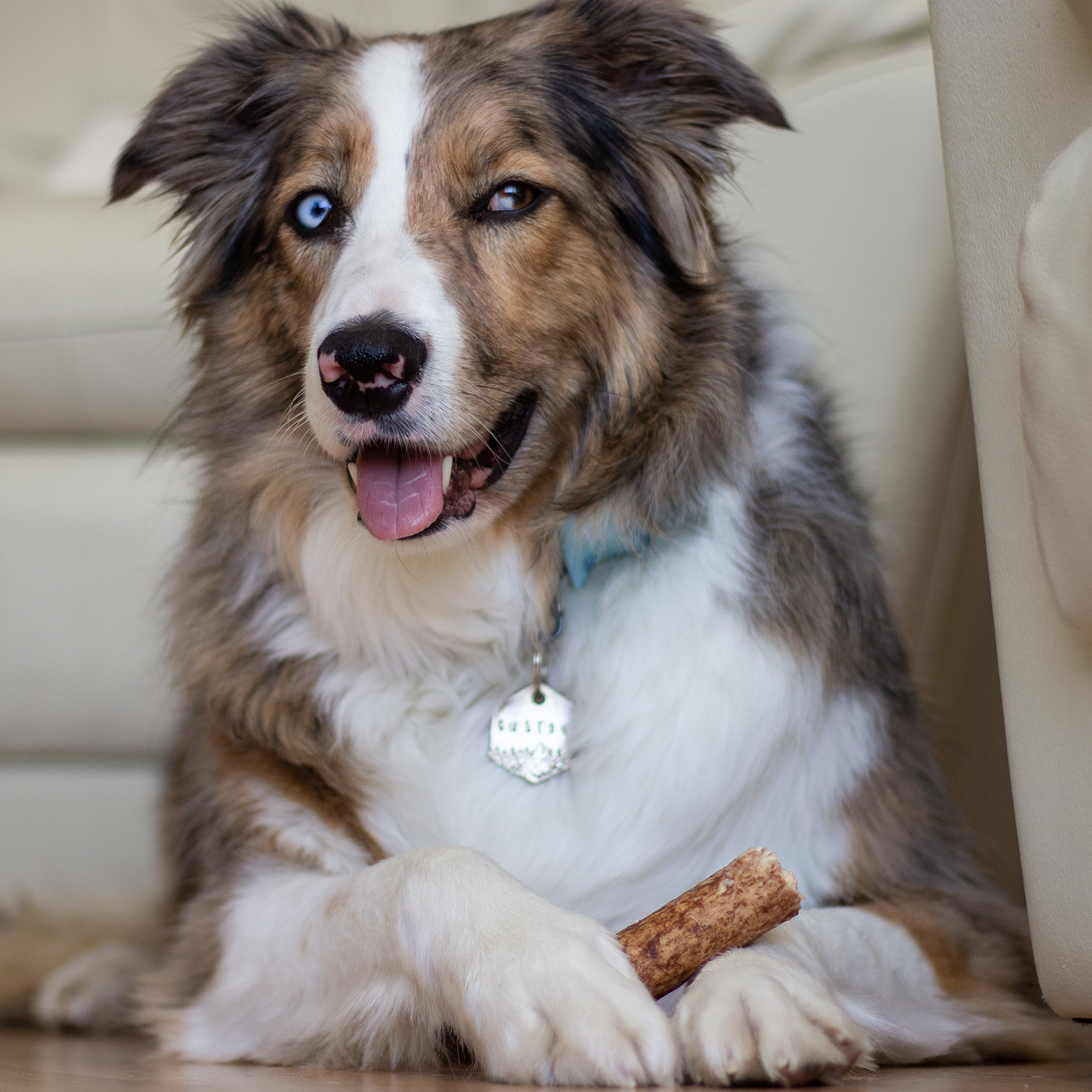 Dental chew bone for dog