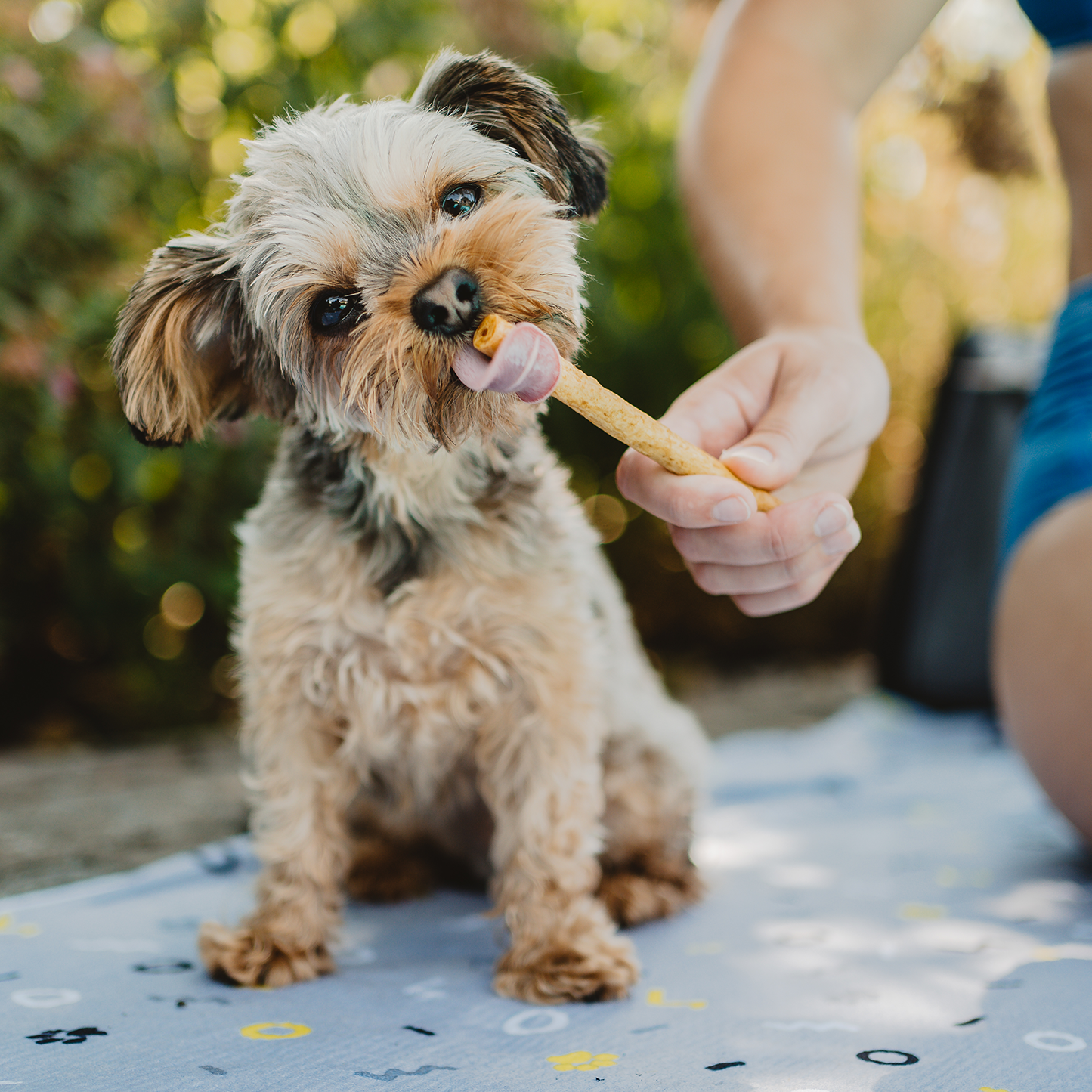 Dental chew bone for dog