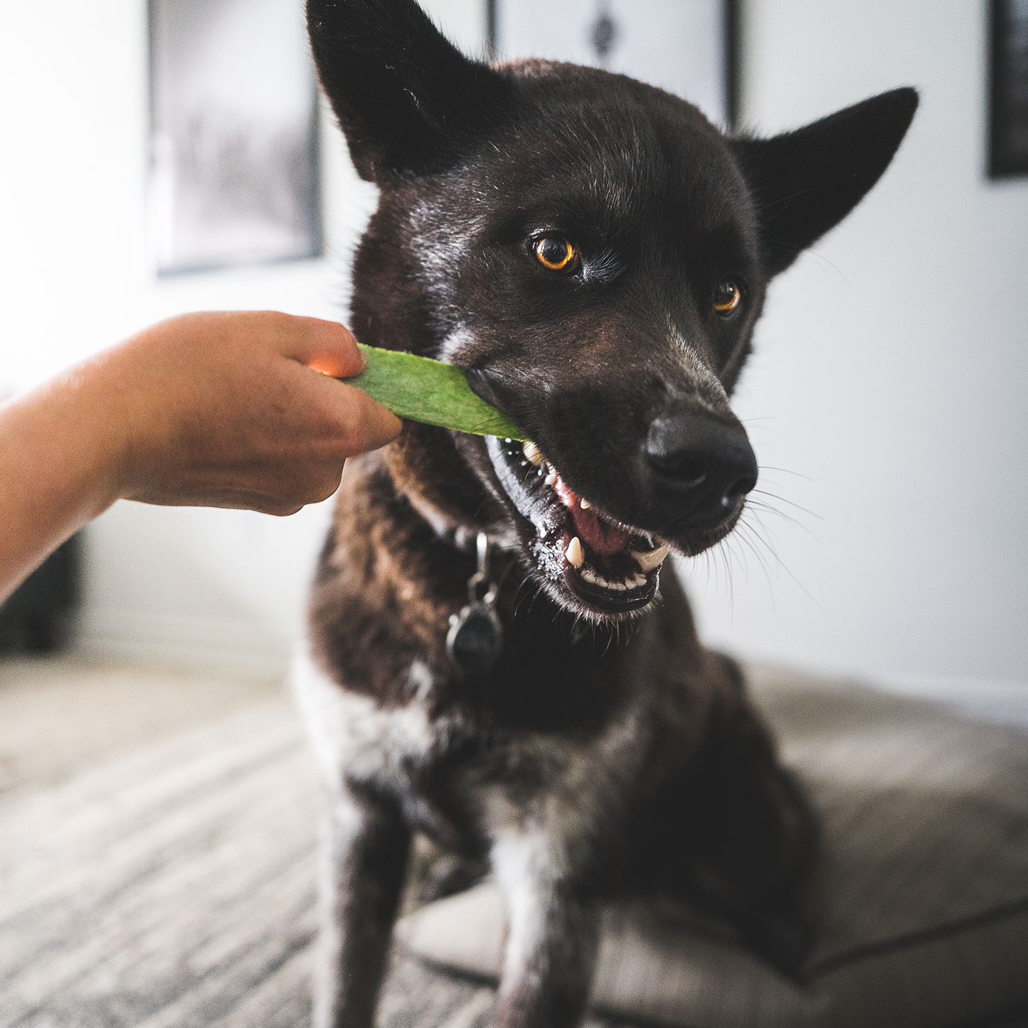 Dental chew bone for dog