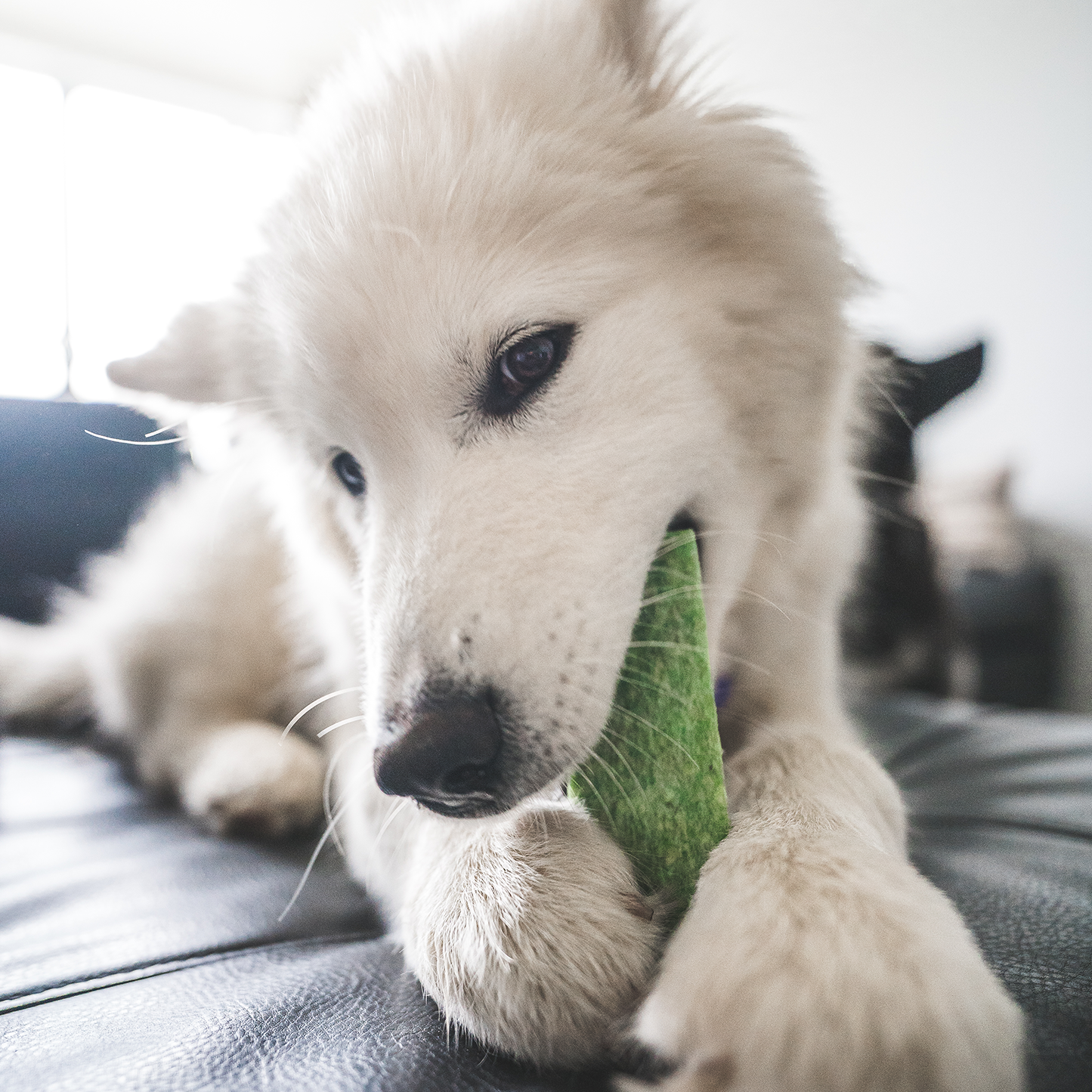 Dental chew bone for dog