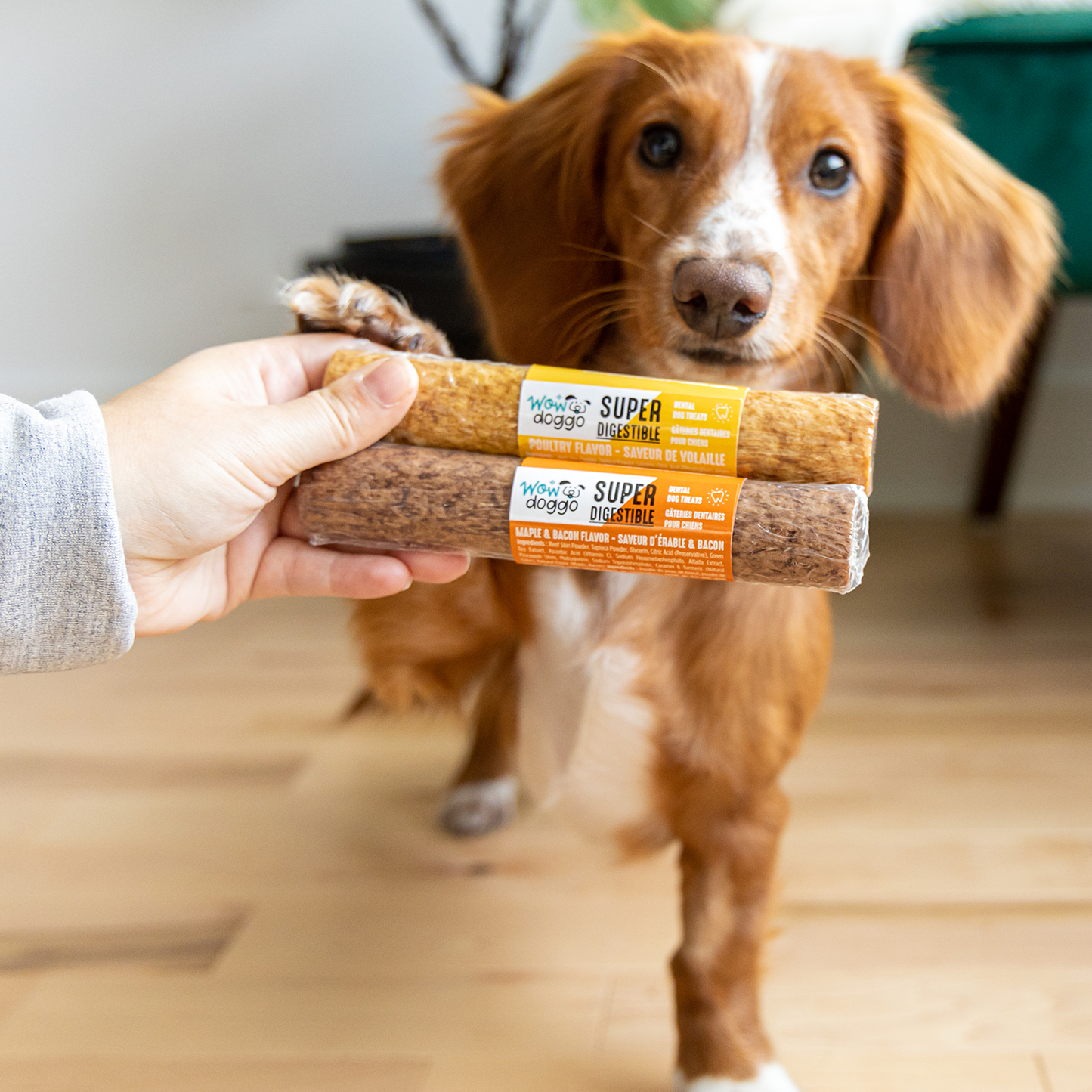 Dental chew bone for dog