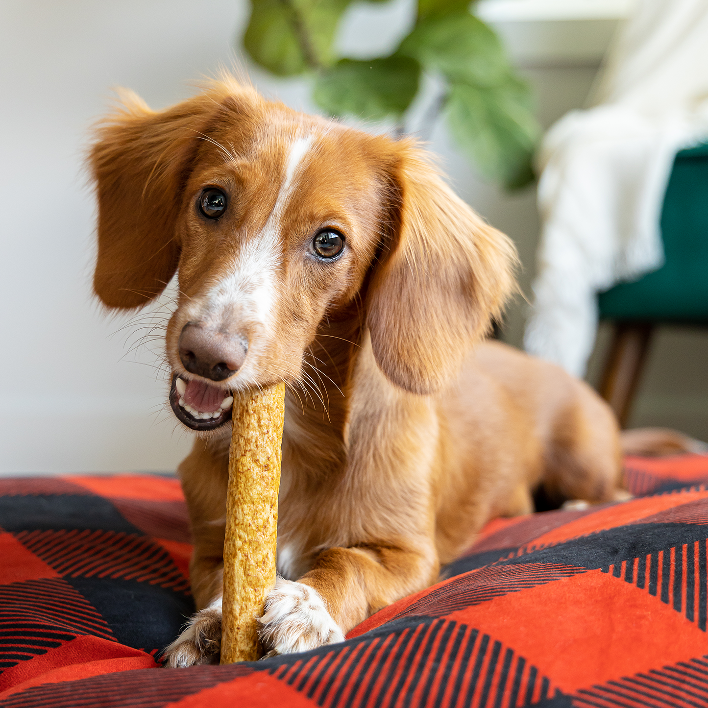 Dental chew bone for dog