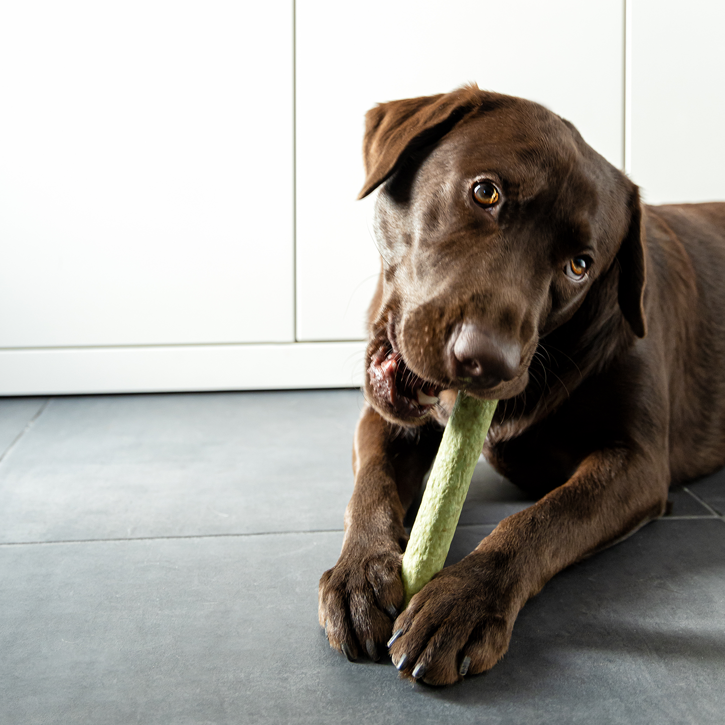 Dental chew bone for dog